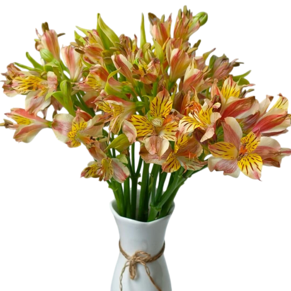 Fresh Cut Alstroemeria Filler Flowers Decorative Wholesale Cold Chain Supply from Yunnan Kunming
