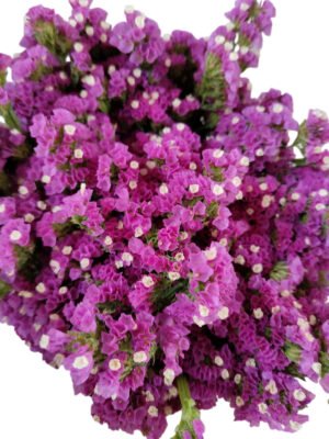 Fresh Cut Statice Limonium Forget Me Not A Grade Filler Flowers Wholesale from Yunnan Kunming Cold Chain Export