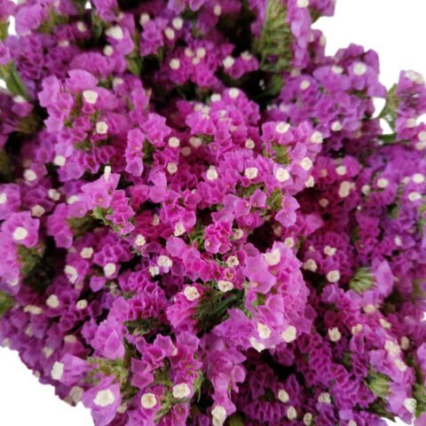 Fresh Cut Statice Limonium Forget Me Not A Grade Filler Flowers Wholesale from Yunnan Kunming Cold Chain Export