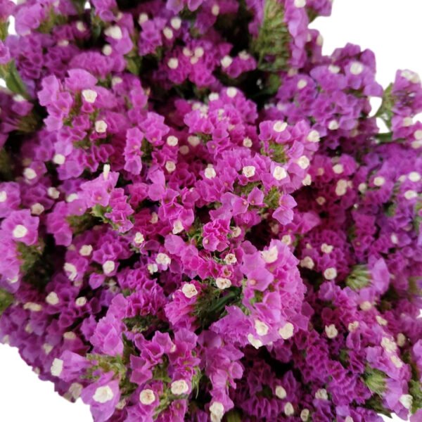 Fresh Cut Statice Limonium Forget Me Not A Grade Filler Flowers Wholesale from Yunnan Kunming Cold Chain Export