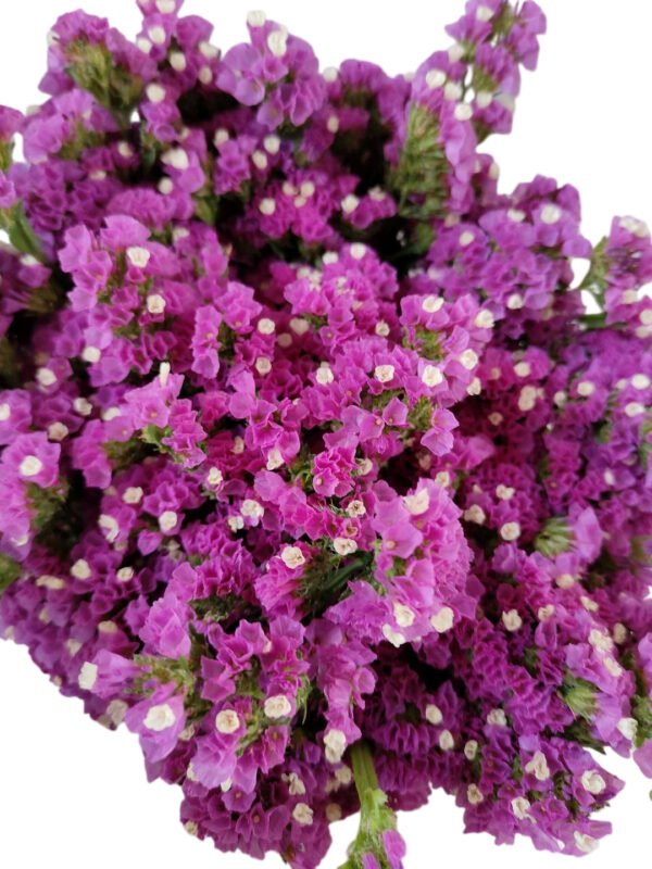 Fresh Cut Statice Limonium Forget Me Not A Grade Filler Flowers Wholesale from Yunnan Kunming Cold Chain Export