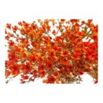 Premium Fresh Cut Wintersweet  A Grade Wax Flowers Wholesale from Yunnan Kunming Cold Chain Export