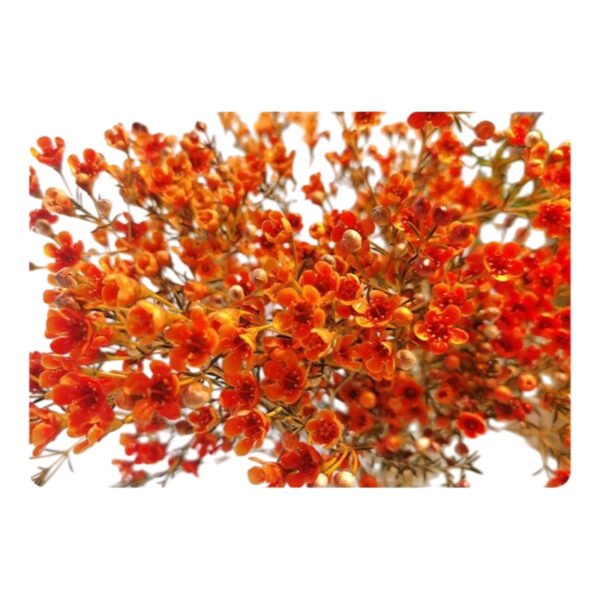 Premium Fresh Cut Wintersweet  A Grade Wax Flowers Wholesale from Yunnan Kunming Cold Chain Export