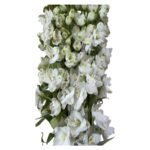 Fresh Cut Delphinium Filler Flowers Decorative Wholesale Cold Chain Supply from Yunnan Kunming