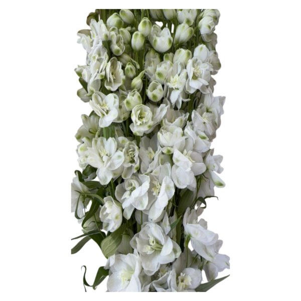 Fresh Cut Delphinium Filler Flowers Decorative Wholesale Cold Chain Supply from Yunnan Kunming