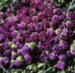 Fresh Cut Carnations Dianthus Supplier China Yunnan Bulk Export For Overseas Flower Importers