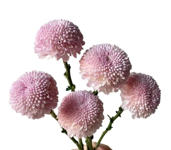 Fresh Cut Chrysanthemum Colorful PingPong Chrysanthemum Wholesale Yunnan Wedding Bouquet Filler Flowers