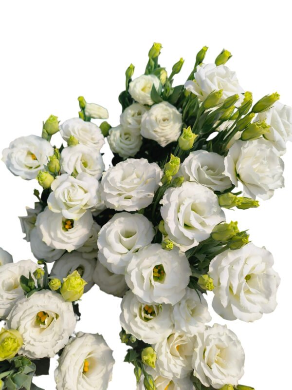 Premium Fresh Cut White Lisianthus Eustoma Wholesale Yunnan For Wedding Bouquets