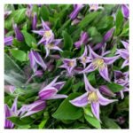 Fresh Cut Clematis A Grade Long Vase Life Clematis Cut Flowers Wholesale Cold Chain Export