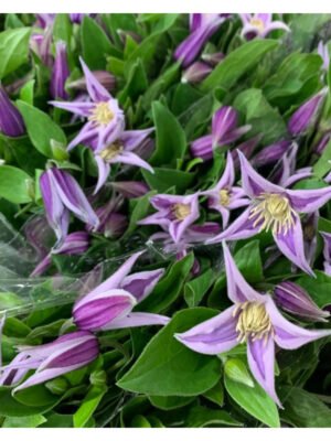 Fresh Cut Clematis A Grade Long Vase Life Clematis Cut Flowers Wholesale Cold Chain Export