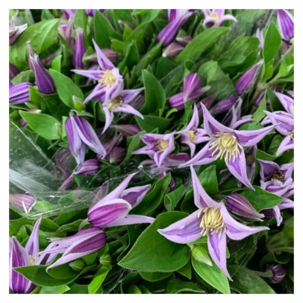Fresh Cut Clematis A Grade Long Vase Life Clematis Cut Flowers Wholesale Cold Chain Export