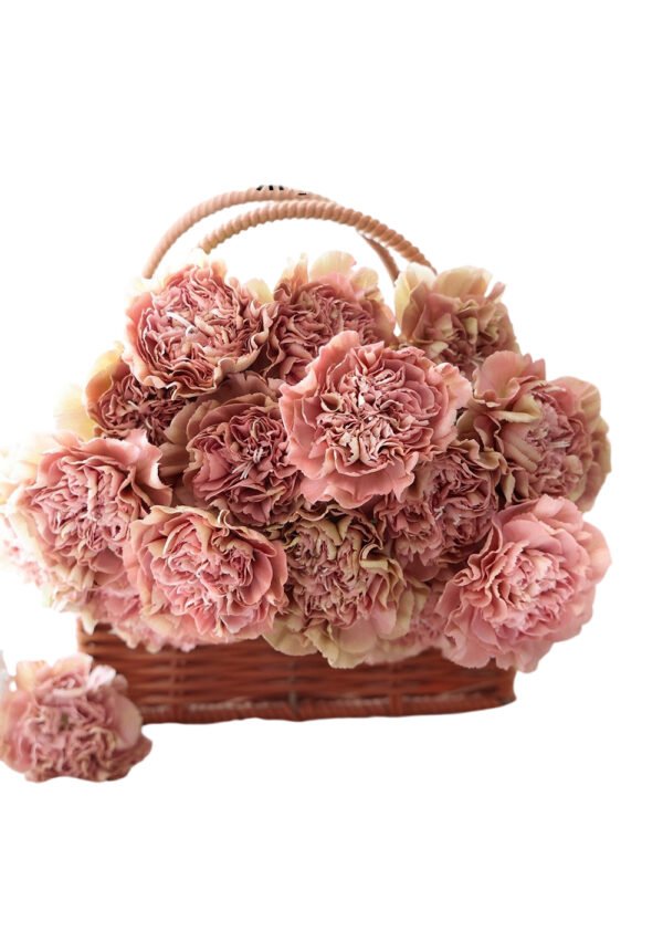 Fresh Cut Carnations Vintage Pink Dianthus Supplier China Yunnan Bulk Export For Overseas Flower Importers (复制)
