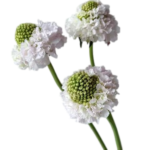 Fresh Cut Snapdragon Scabiosa Filler Flowers Decorative Wholesale Cold Chain Supply from Yunnan Kunming