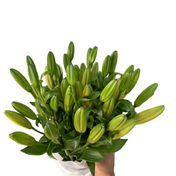 Premium Fresh Cut Lilies Orange Lily Wholesale Yunnan For Wedding Bouquets, Event Centerpieces & Hotel Florals