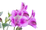 Fresh Cut Alstroemeria Filler Flowers Decorative Wholesale Cold Chain Supply from Yunnan Kunming