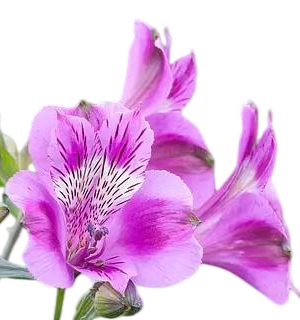 Fresh Cut Alstroemeria Filler Flowers Decorative Wholesale Cold Chain Supply from Yunnan Kunming