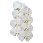 Fresh Cut Phalaenopsis A Grade Long Vase Life Purple Phalaenopsis Cut Flowers Wholesale Cold Chain Export