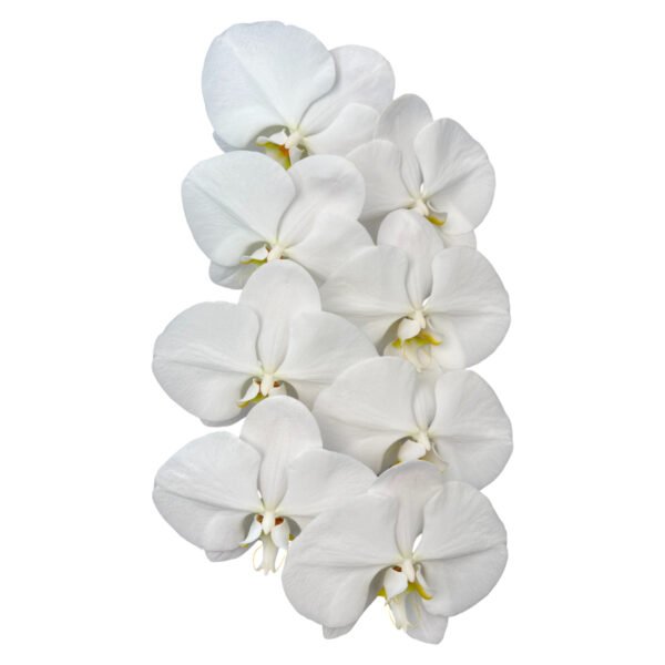 Fresh Cut Phalaenopsis A Grade Long Vase Life Purple Phalaenopsis Cut Flowers Wholesale Cold Chain Export