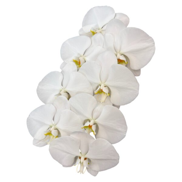 Fresh Cut Phalaenopsis A Grade Long Vase Life Purple Phalaenopsis Cut Flowers Wholesale Cold Chain Export