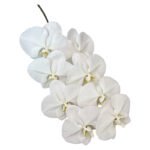 Fresh Cut Phalaenopsis A Grade Long Vase Life Purple Phalaenopsis Cut Flowers Wholesale Cold Chain Export