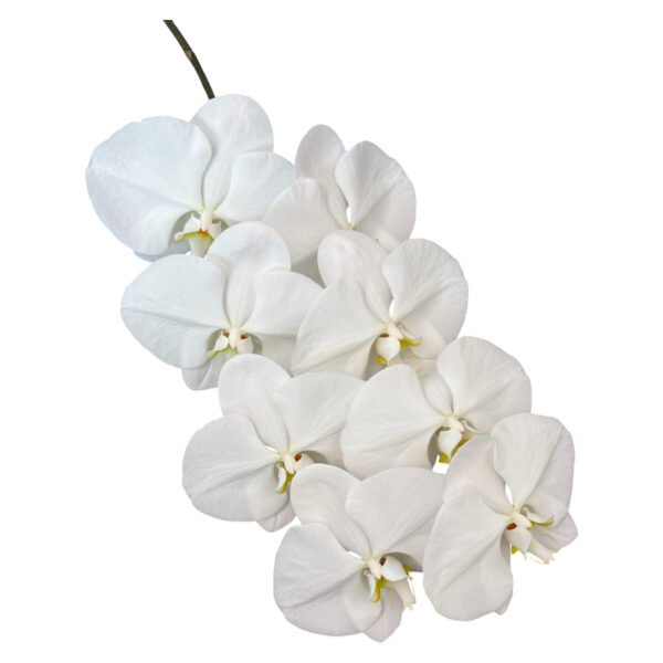 Fresh Cut Phalaenopsis A Grade Long Vase Life Purple Phalaenopsis Cut Flowers Wholesale Cold Chain Export