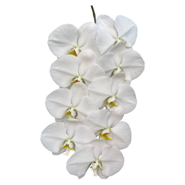 Fresh Cut Phalaenopsis A Grade Long Vase Life Purple Phalaenopsis Cut Flowers Wholesale Cold Chain Export