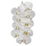 Fresh Cut Phalaenopsis A Grade Long Vase Life Purple Phalaenopsis Cut Flowers Wholesale Cold Chain Export