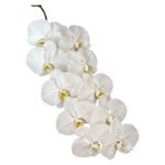 Fresh Cut Phalaenopsis A Grade Long Vase Life Purple Phalaenopsis Cut Flowers Wholesale Cold Chain Export