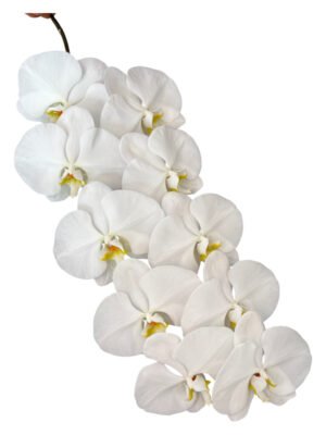 Fresh Cut Phalaenopsis A Grade Long Vase Life Purple Phalaenopsis Cut Flowers Wholesale Cold Chain Export