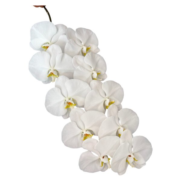 Fresh Cut Phalaenopsis A Grade Long Vase Life Purple Phalaenopsis Cut Flowers Wholesale Cold Chain Export