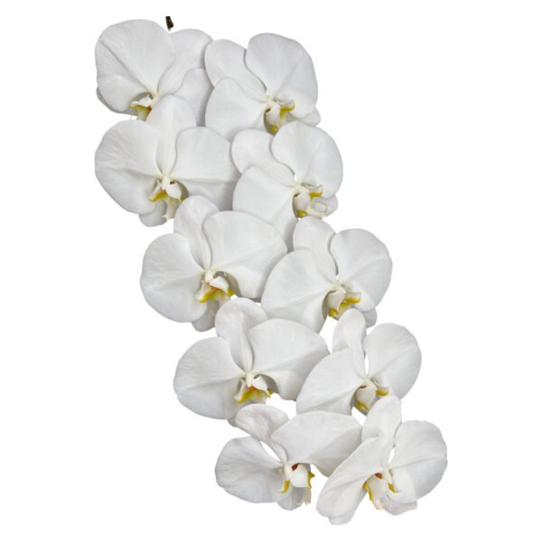 Fresh Cut Phalaenopsis A Grade Long Vase Life Purple Phalaenopsis Cut Flowers Wholesale Cold Chain Export