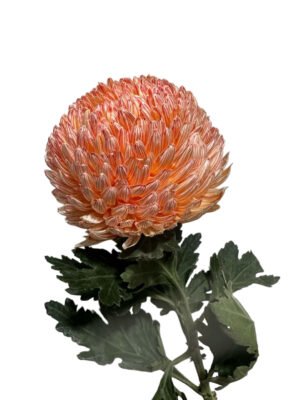 Fresh Cut Chrysanthemum Orange Peony Chrysanthemum Wholesale Yunnan Wedding Bouquet Filler Flowers