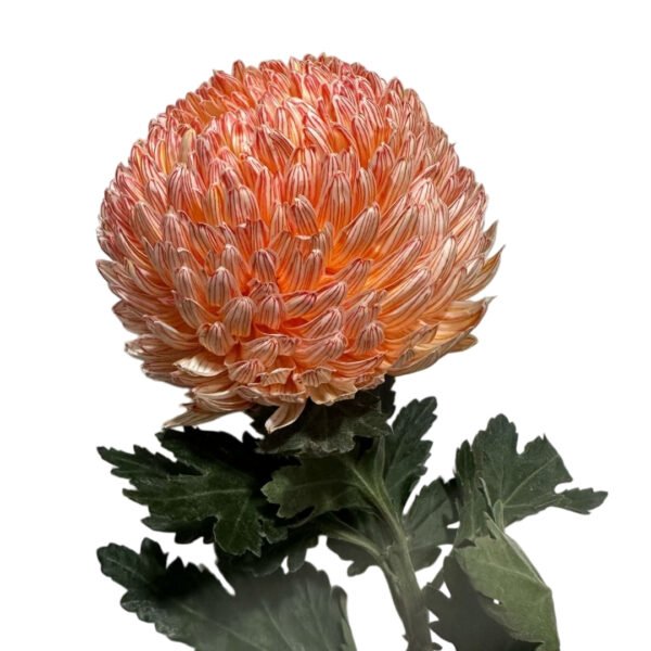 Fresh Cut Chrysanthemum Orange Peony Chrysanthemum Wholesale Yunnan Wedding Bouquet Filler Flowers