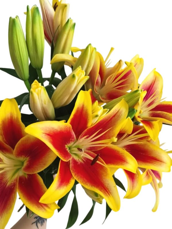 Premium Fresh Cut Lilies Bi-color Lily Wholesale Yunnan For Wedding Bouquets, Event Centerpieces & Hotel Florals
