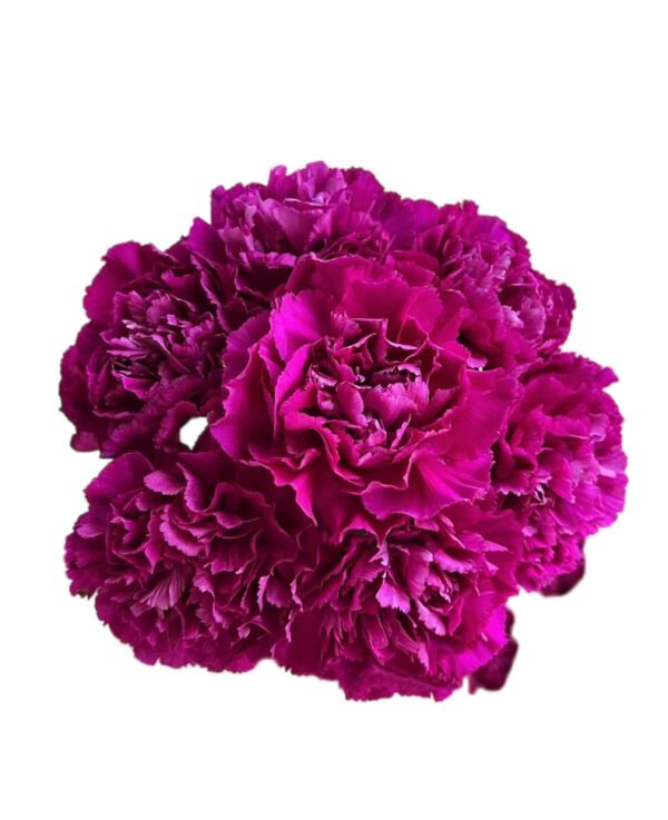 Fresh Cut Carnations Violet Purple Dianthus Supplier China Yunnan Bulk Export For Overseas Flower Importers