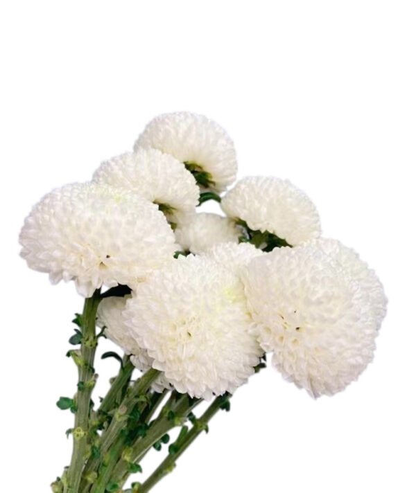 Fresh Cut Chrysanthemum Colorful PingPong Chrysanthemum Wholesale Yunnan Wedding Bouquet Filler Flowers