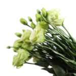 Premium Fresh Cut  Lisianthus Green Eustoma Wholesale Yunnan For Wedding Bouquets