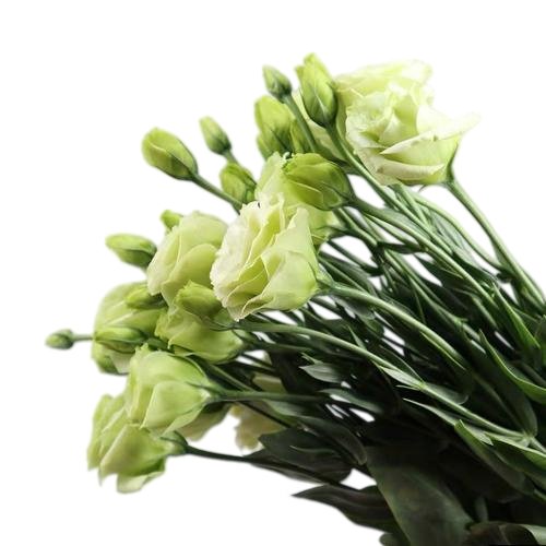 Premium Fresh Cut  Lisianthus Green Eustoma Wholesale Yunnan For Wedding Bouquets