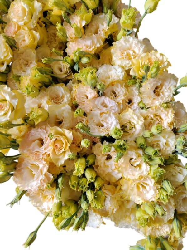 Premium Fresh Cut  Lisianthus Champagne Eustoma Wholesale Yunnan For Wedding Bouquets