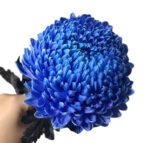 Fresh Cut Chrysanthemum Pink Peony Chrysanthemum Wholesale Yunnan Wedding Bouquet Filler Flowers