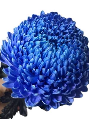 Fresh Cut Chrysanthemum Blue Peony Chrysanthemum Wholesale Yunnan Wedding Bouquet Filler Flowers