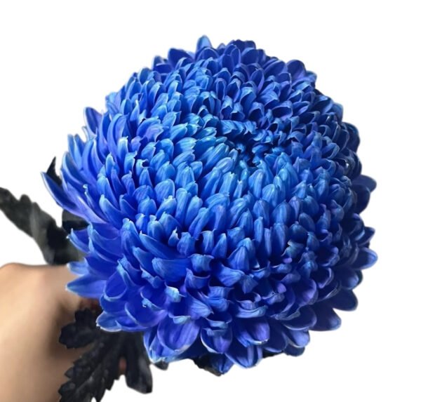 Fresh Cut Chrysanthemum Pink Peony Chrysanthemum Wholesale Yunnan Wedding Bouquet Filler Flowers
