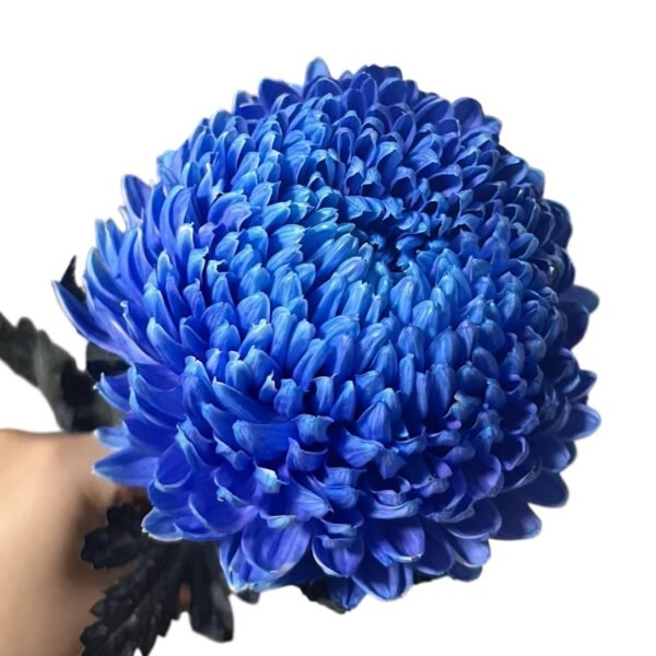 Fresh Cut Chrysanthemum Blue Peony Chrysanthemum Wholesale Yunnan Wedding Bouquet Filler Flowers