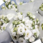 Premium Fresh Cut White Lisianthus Eustoma Wholesale Yunnan For Wedding Bouquets