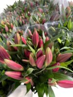 Premium Fresh Cut Lilies Wholesale Yunnan For Wedding Bouquets, Event Centerpieces & Hotel Florals
