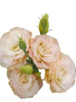 Premium Fresh Cut  Lisianthus Champagne Eustoma Wholesale Yunnan For Wedding Bouquets