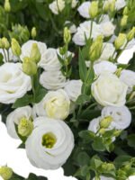 Premium Fresh Cut White Lisianthus Eustoma Wholesale Yunnan For Wedding Bouquets