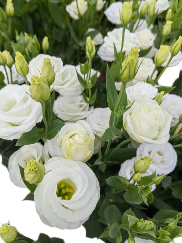 Premium Fresh Cut White Lisianthus Eustoma Wholesale Yunnan For Wedding Bouquets