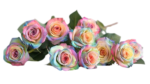 Fresh Cut Painted Roses Flowers Decorative Wholesale Cold Chain Supply from Yunnan Kunming