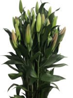 Premium Fresh Cut Lilies Wholesale Yunnan For Wedding Bouquets, Event Centerpieces & Hotel Florals